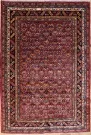 R6719 Caucasian Shirvan Rug
